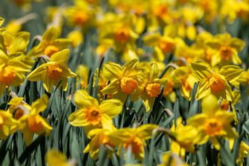 Daffodils, narcissus, in field on an early spring sunny day classic flower