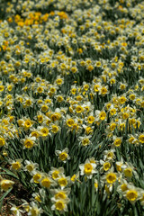 Daffodils, narcissus, in field on an early spring sunny day classic flower