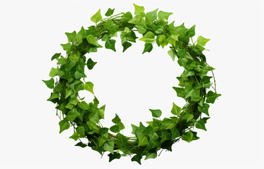 Green ivy creeper plant wreath round isolated on a white background