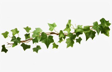 Ivy plant branch isolated on a white background