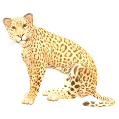 leopard cub sitting in front of white 3d render isolated illustration