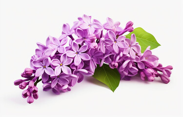 lilac flowers on Isolated on a white background
