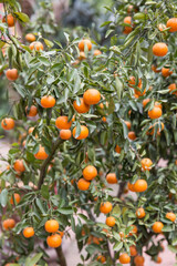 Kumquat tree with ripe fruits
