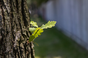 Oak tree trunk - new growth - springtime - close up