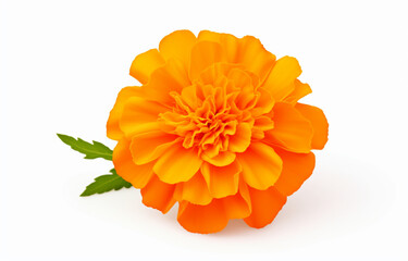 Orange marigold flower isolated on a white background