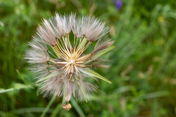 Close-up of a dandelion seed head - taraxacum officinale - in a wildflower meadow