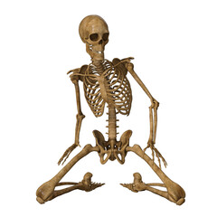 human skull Skeleton 3D render isolated illustration