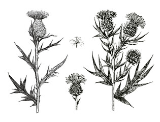 Ink hand-drawn detailed illustration of thistle flowers and buds. Vector graphic. - obrazy, fototapety, plakaty