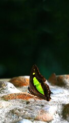 Waterfall Butterfly standing on the rock.