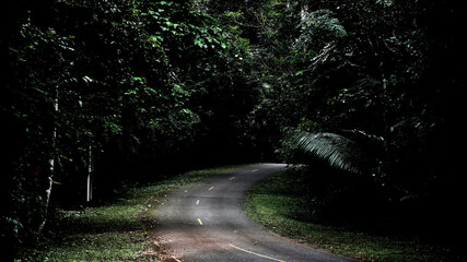Street way in wildlife forest.