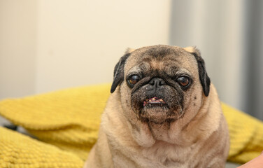 old pug on a sofa with yellow pillows 1