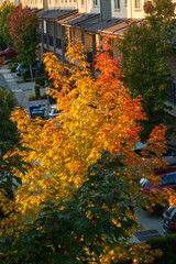 Autumn maple leaves in a suburban neighborhood.