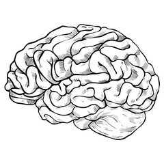 Brain handdrawn illustration