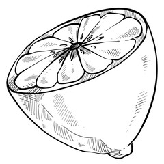 Lemon slice handdrawn illustration