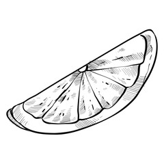 Lemon slice handdrawn illustration
