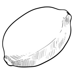 Lemon handdrawn illustration