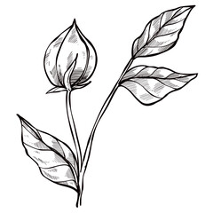 Flower buds handdrawn illustration