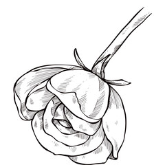 Roses handdrawn illustration