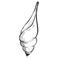 Seashell handdrawn illustration