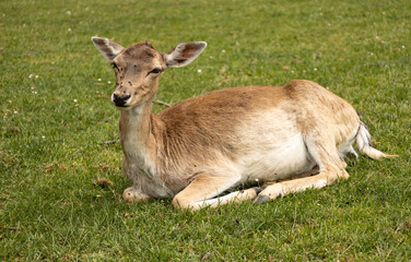 Naklejka na ściany i meble Beautiful specimen of hairy mammal resting in grass. Female deer in the field.