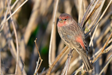 Male House Finch Enjoying the Sun