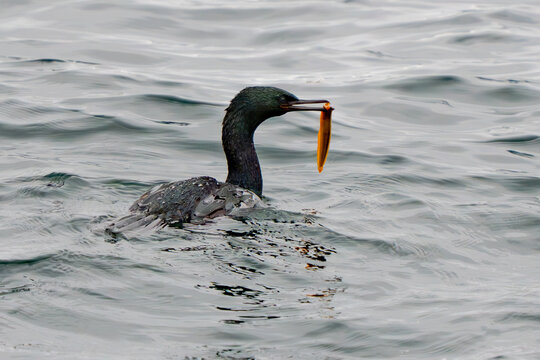 Pelagic Cormorant with Penpoint Gunnel catch