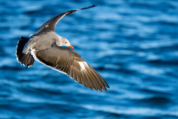 Heerman's Gull in flight over bright blue water