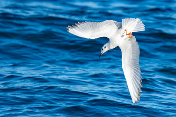 Bonaparte's Gull lining up for a dive