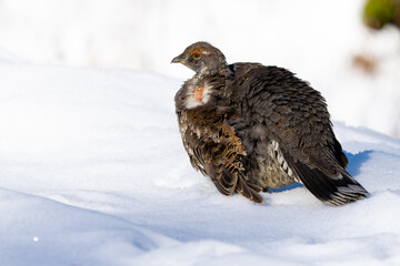 Sooty Grouse Portrait in Winter Snow