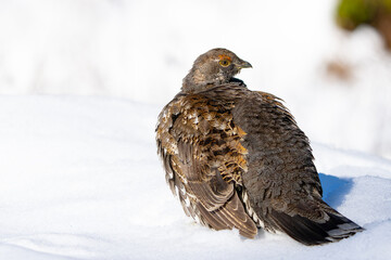 Sooty Grouse Portrait in Winter Snow