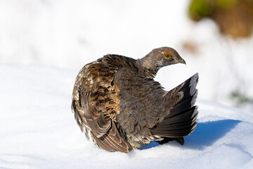 Sooty Grouse Portrait in Winter Snow