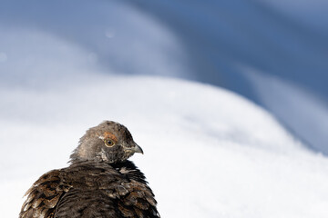 Sooty Grouse Portrait in Winter Snow