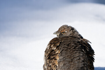 Sooty Grouse Portrait in Winter Snow