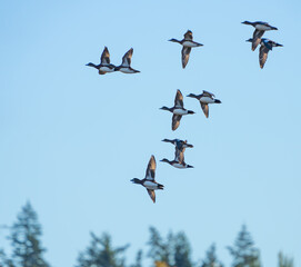 American Wigeon fly near Edmonds Marsh in Washington State