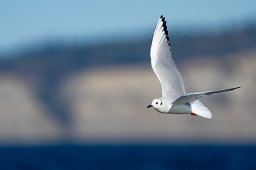 Bonaparte's Gull in flight over bright blue water