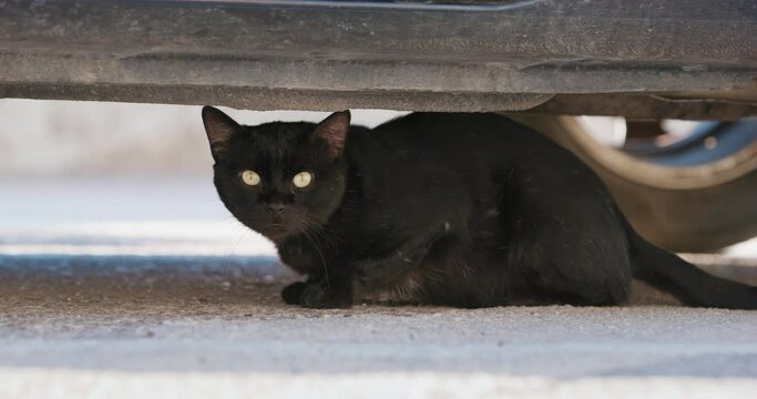 Black homeless stray cat is hiding under car, looking around in fear Look of hunter, survival in wild street conditions problem of abandoned animals, sterilization Unhappy pathetic hungry street cat