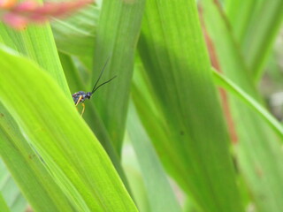Insecto entre las hojas 