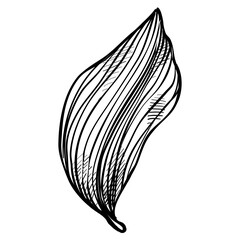 plant botanical handdrawn illustration