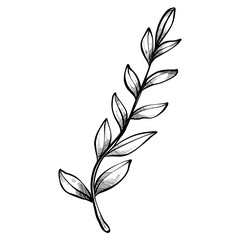 plant botanical handdrawn illustration