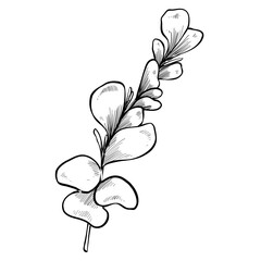plant botanical handdrawn illustration