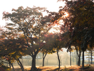 奈良公園浮雲園地の紅葉