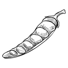 petai handdrawn illustration