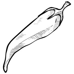 chili handdrawn illustration