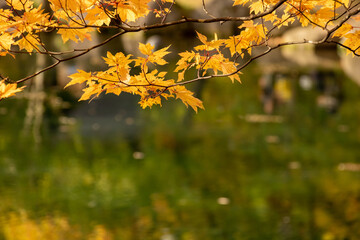 黄葉のモミジと林を映す湖面
