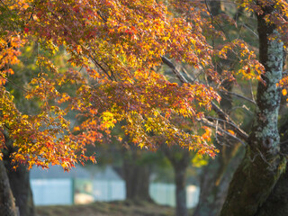 浮雲園地の吉城川沿いの紅葉