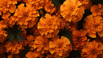 autumn flowers marigolds background