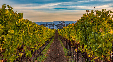 Napa Valley vine row with mountains