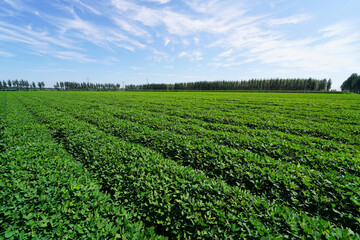 The fields of peanuts