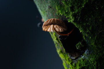 mushroom emerging from mossy plant pot under rain with bokeh background