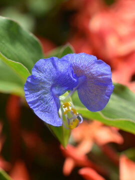 The Asiatic dayflower Commelina communis blue flower closeup